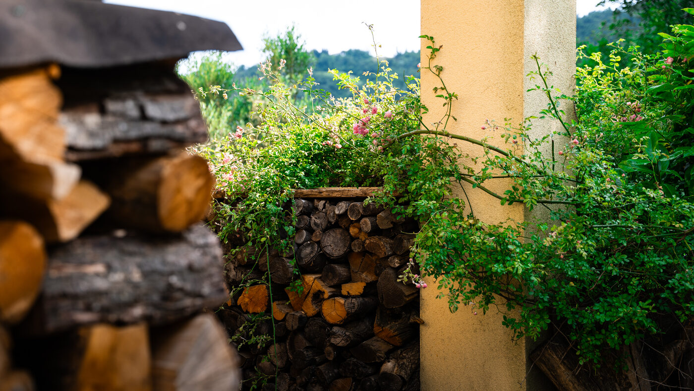 Stacked logs overgrown with climbing roses beside the house wall