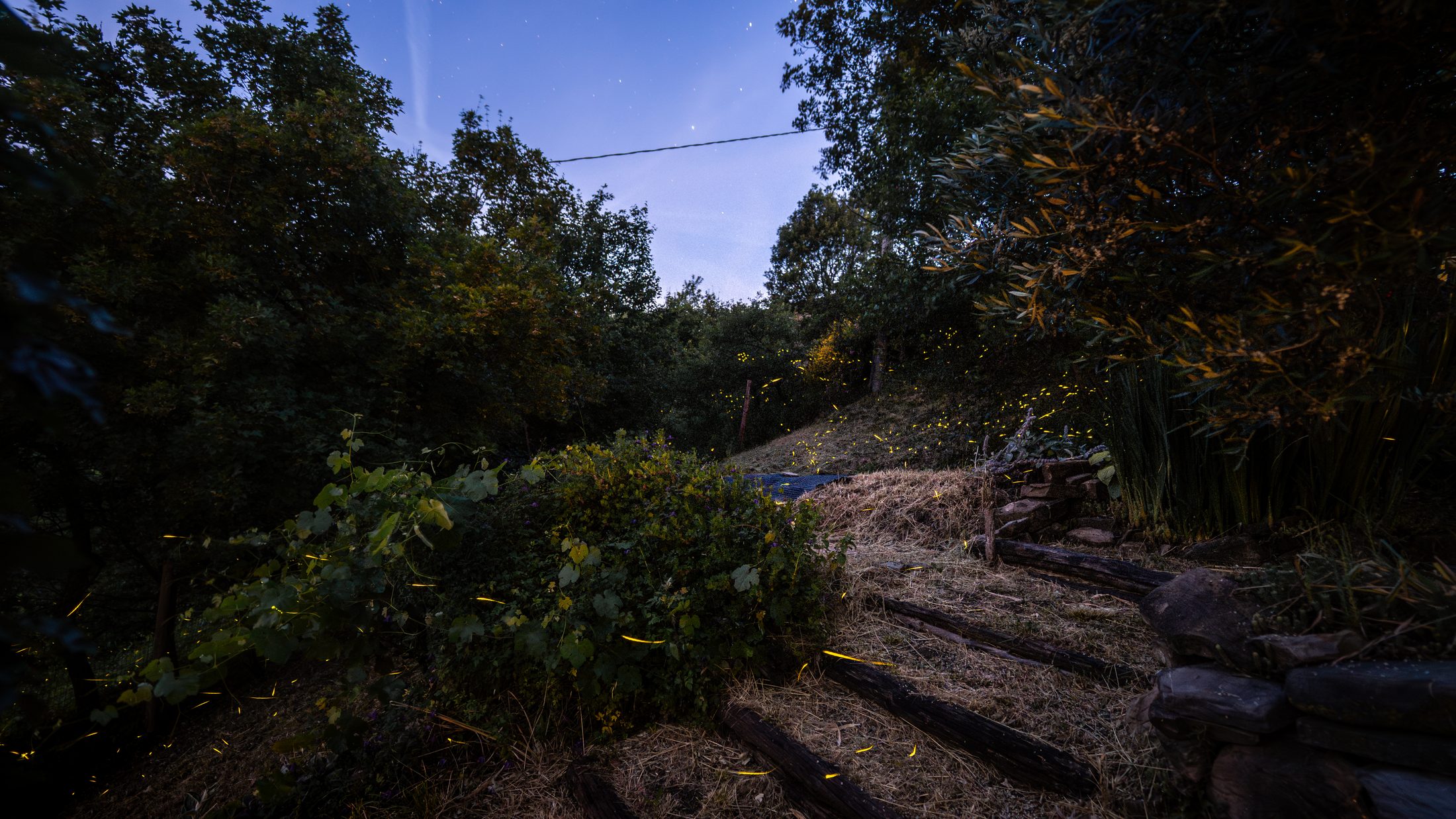 Fireflies lighting up the garden at dusk, with the valley below