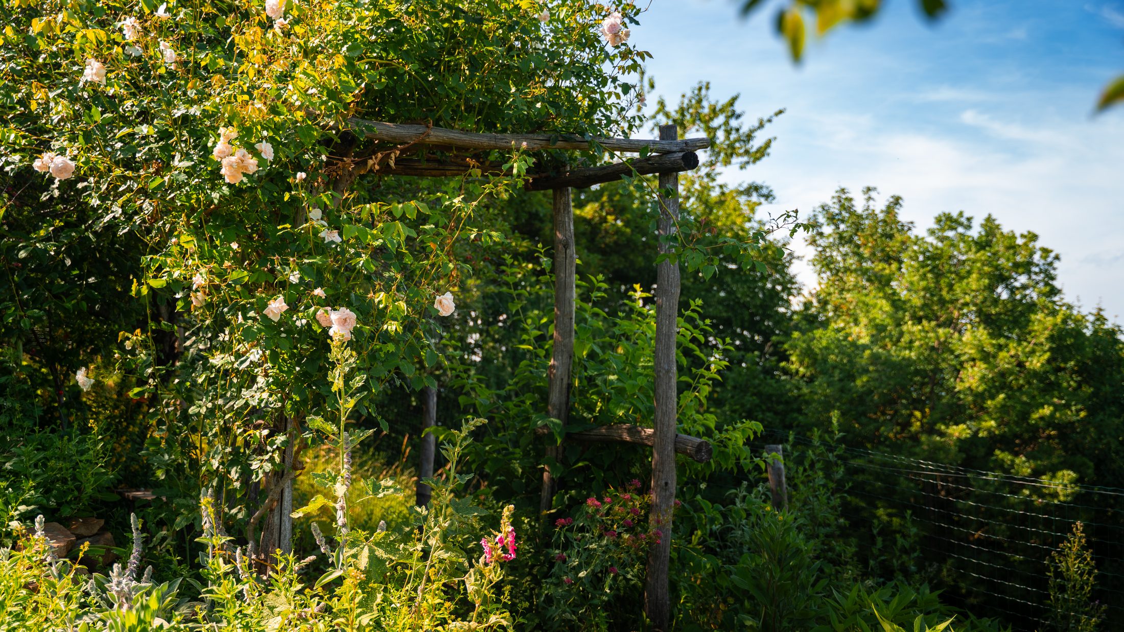 Rose-covered arbour in the garden, surrounded by summer flowers