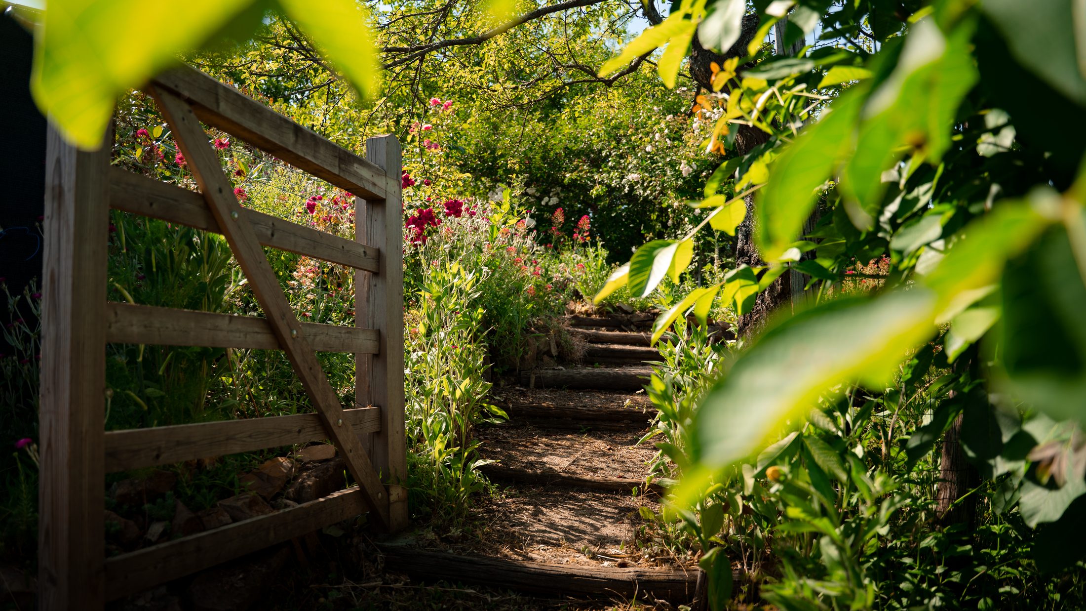 Steps and a wooden gate leading through the flower garden