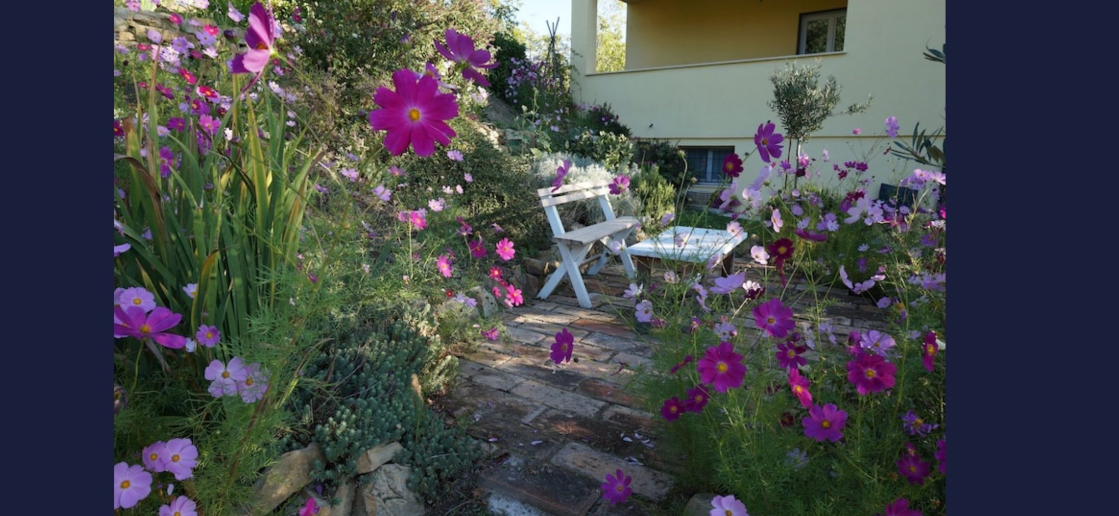 Garden path lined with cosmos in full bloom