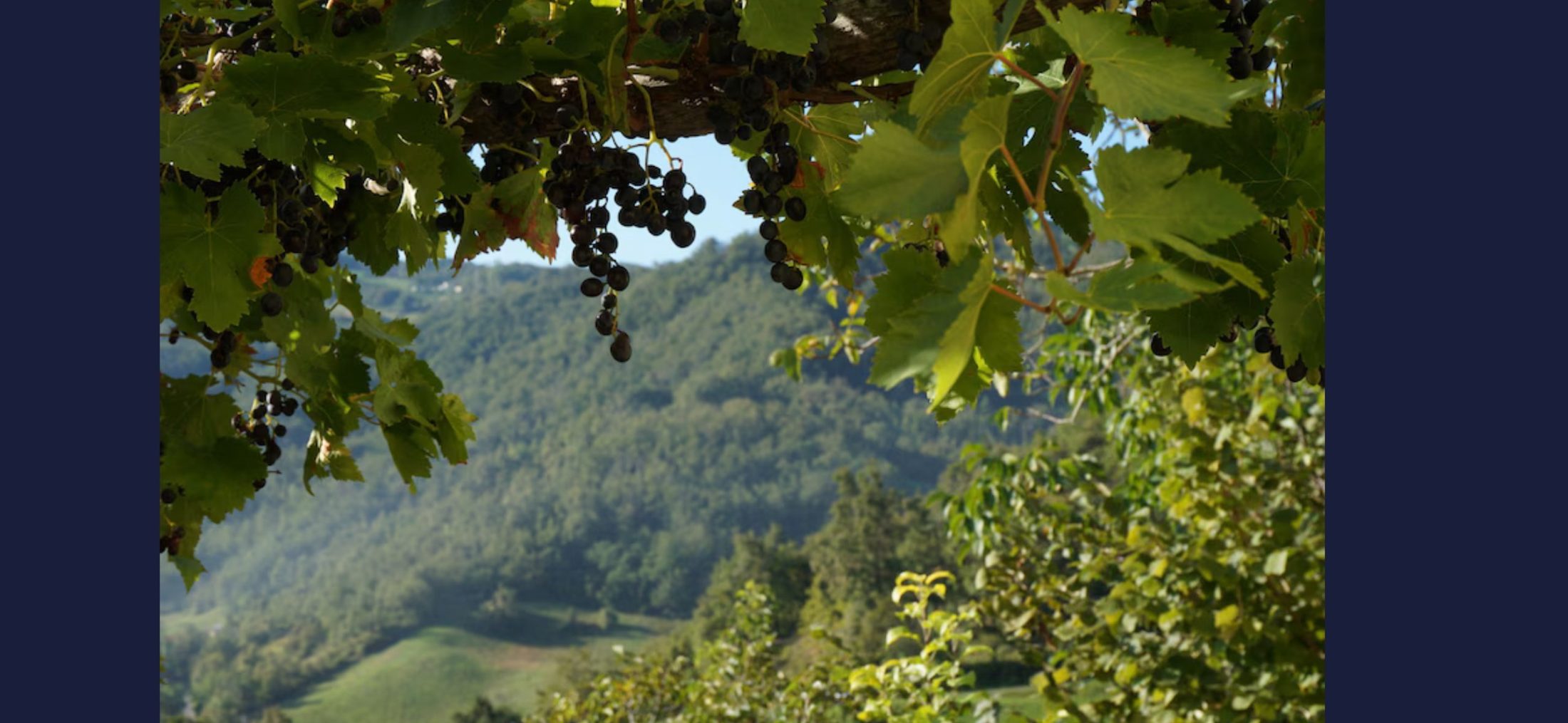 Table grapes ripening over the terrace vine