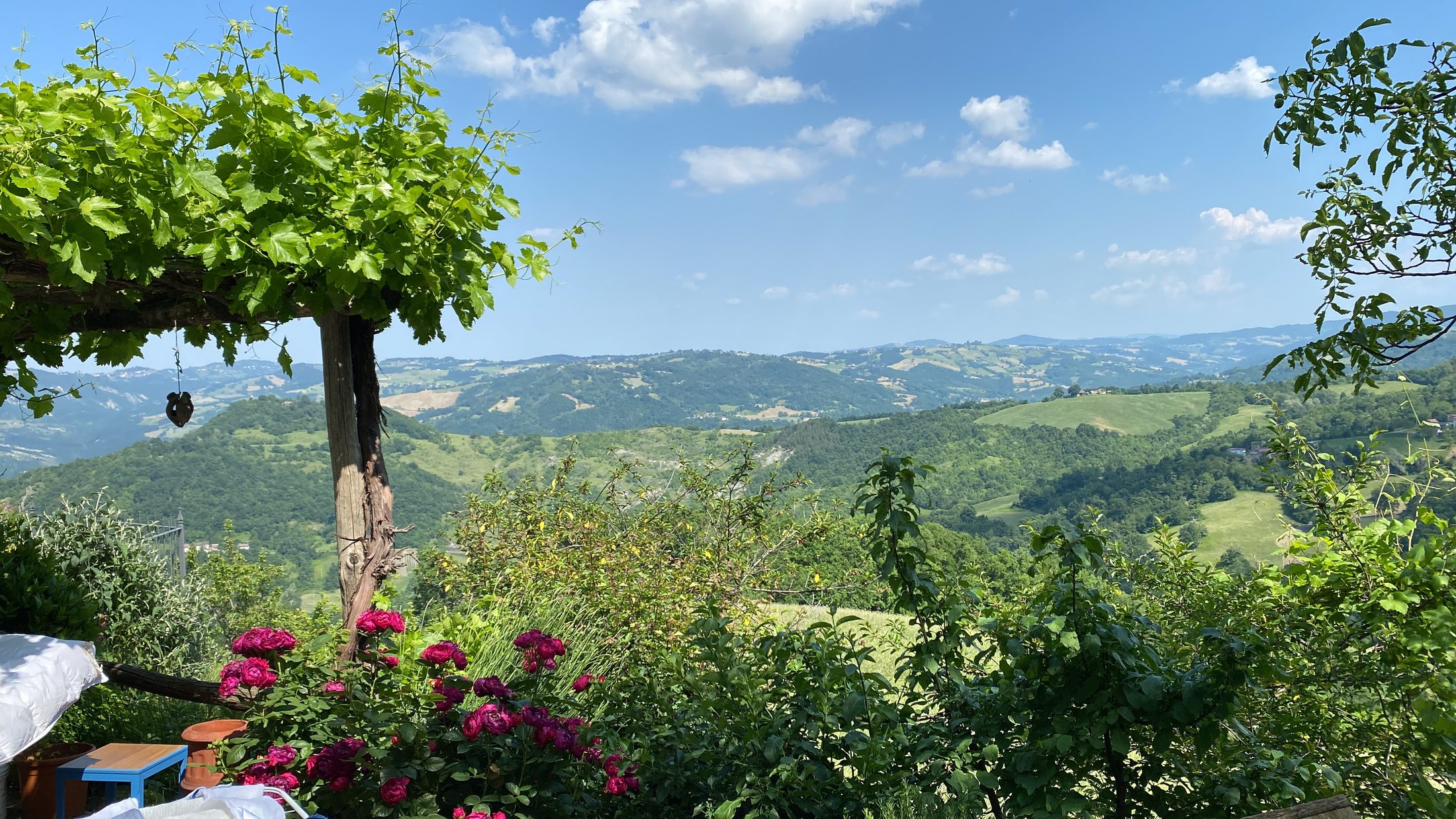 Vine pergola with roses, looking out over the valley