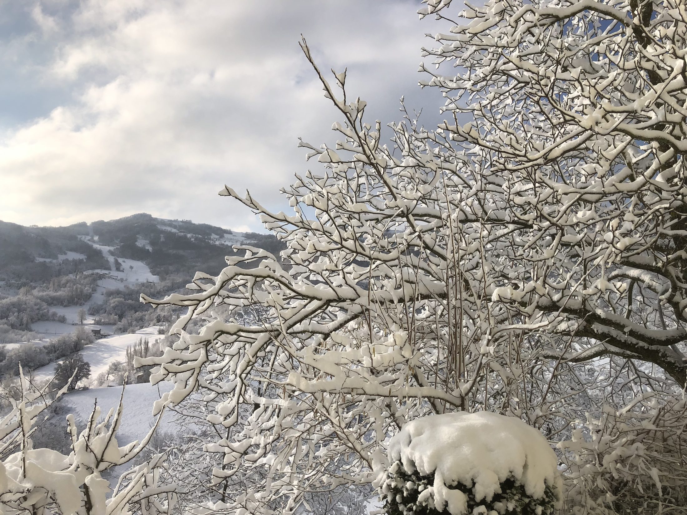 Snow-laden branches with the snowy hillside beyond