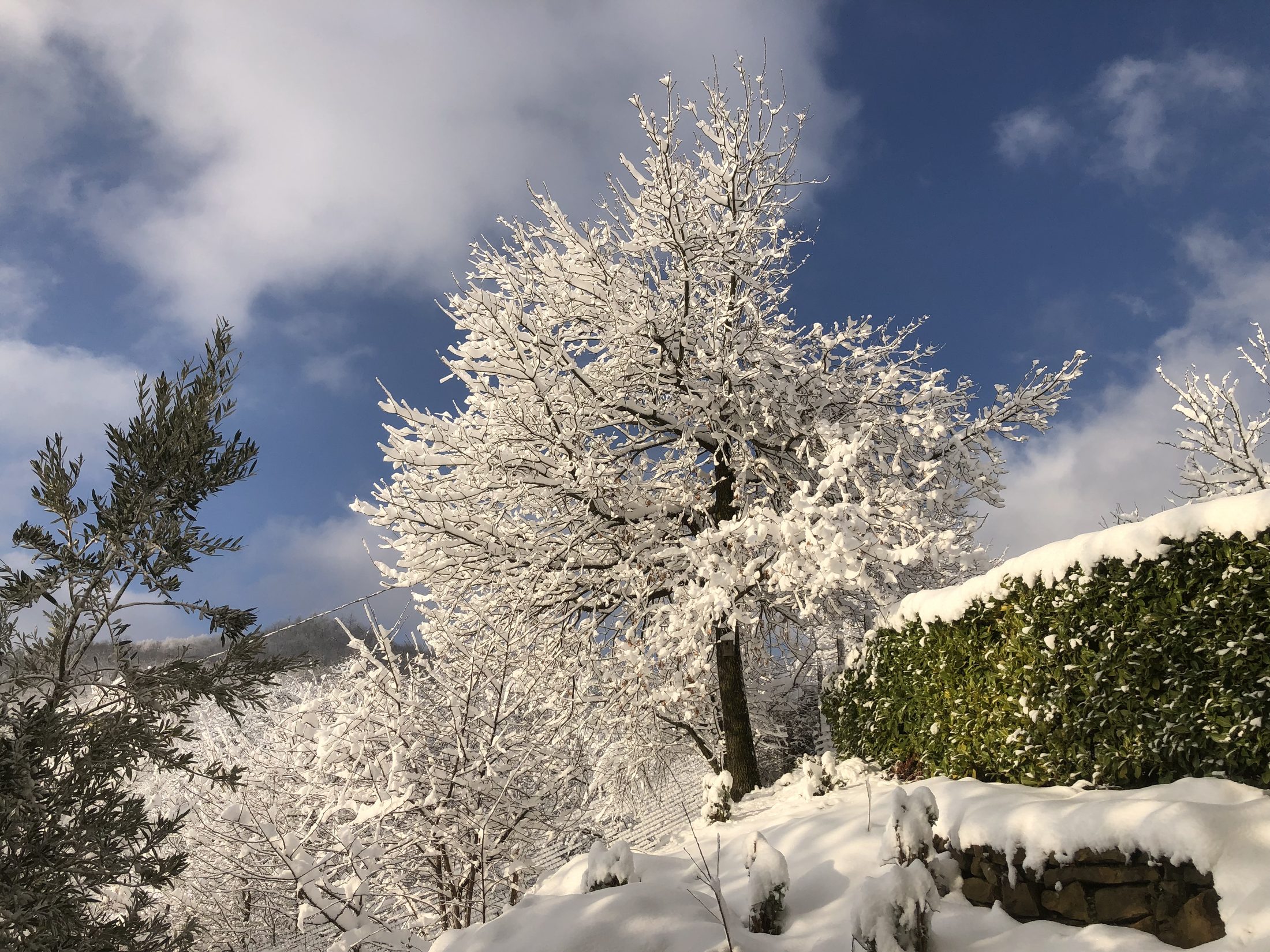 Snow on the orchard trees with blue winter sky